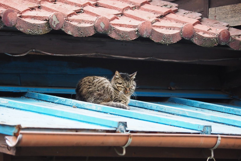 池袋本町の路地の猫。屋根の上でお昼寝なキジ虎