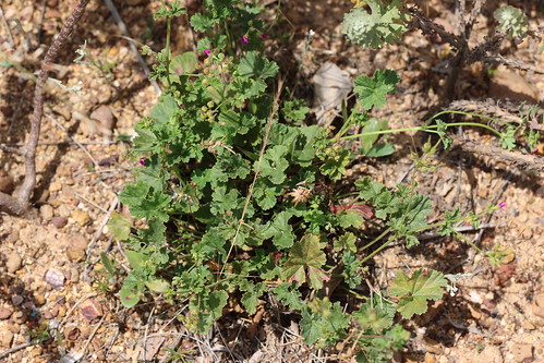 Pelargonium grossularioides in habitat