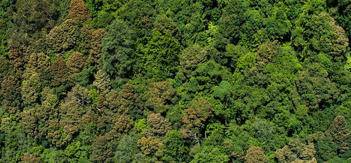 nikon d7100 50mm polarizer trees bird view green orange brown leaf nsw katoomba australia tourist traveler