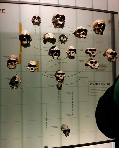 Family tree #newyork #newyorkcity #manhattan #amnh #skeleton #bone #skull #human #hominid #primate #americanmuseumofnaturalhistory #latergram
