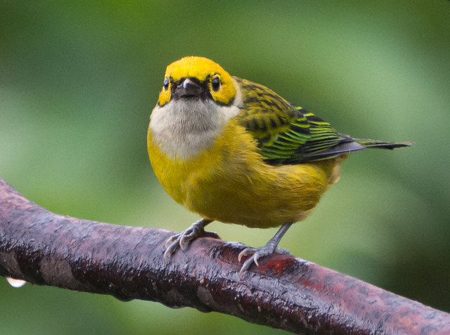 ar8-tanager-silver-throated