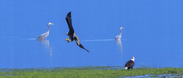 Eagles and Herons