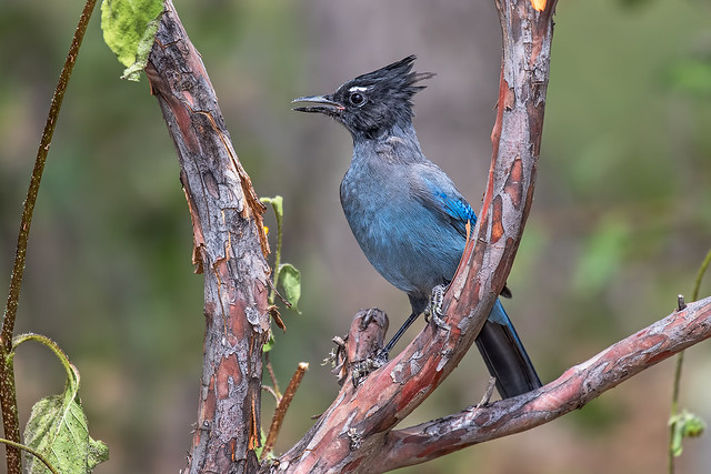 Stell's-Jay-1-7D2-090417