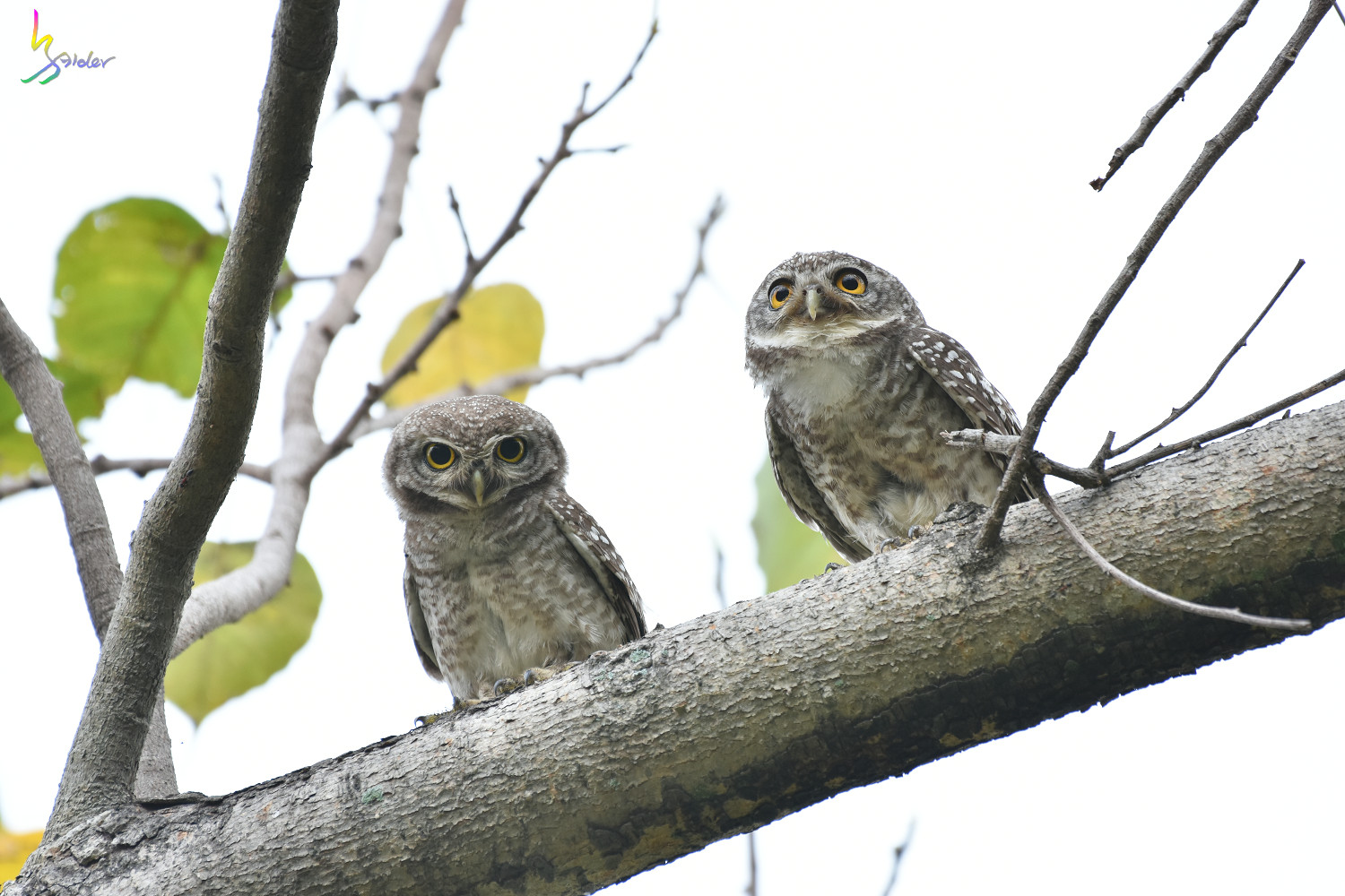 Spotted_Owlet_3908