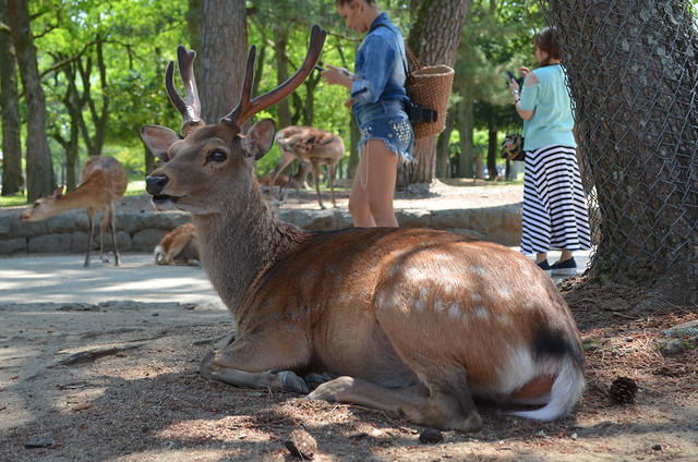 Nara, Japan: Deer Feeding and Todaiji Temple