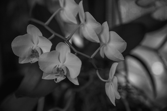 2018.01.13_013/365 - A Twilight Orchids