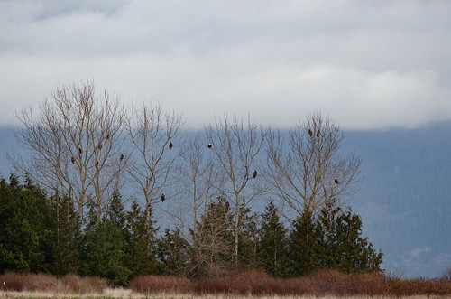 Eagles in Skagit Valley-002