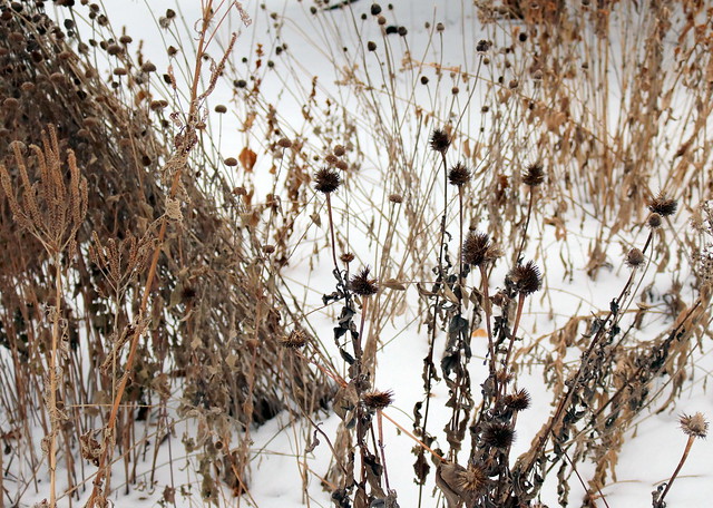 the same scene in winter, all of the flowers brown stems and seedheads