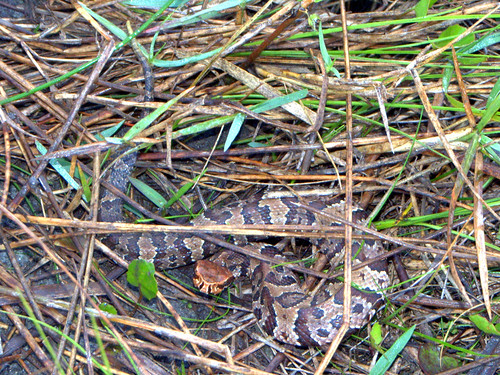 Cottonmouth Moccasin 01-20180214