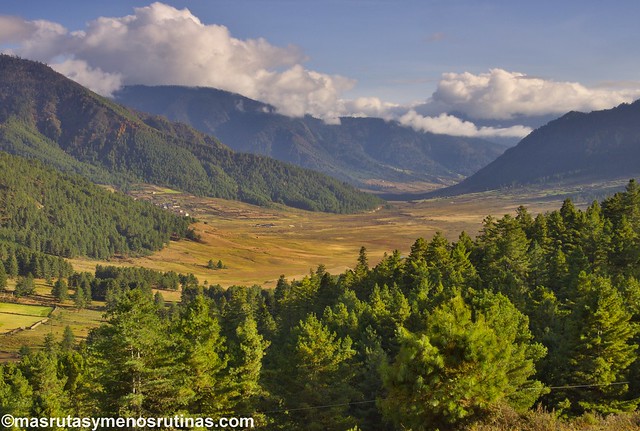Por los monasterios y bosques de BUTAN - Blogs de Bhutan - El valle de Phobjikha: las grullas cuellinegras son las dueñas (5)