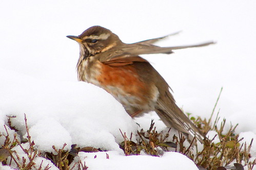 Redwing in the snow in the  garden