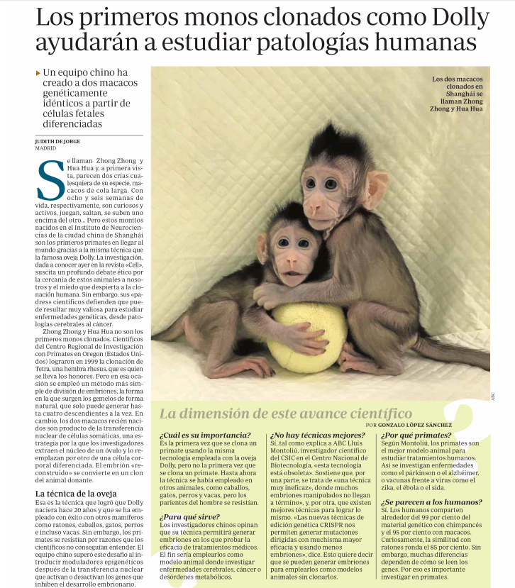 Primeros primates clonados