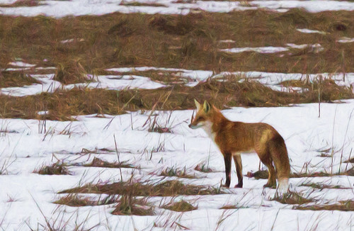 fox redfox canarycreek greatmarsh snow hdr canon