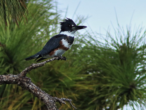 Belted Kingfisher female 20180208