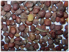 Reddish-brown seeds of Brassica rapa var. rapifera (Turnip, White Turnip, Turnip Rape) that are 1.5-2 mm in diameter, Feb 25 2018