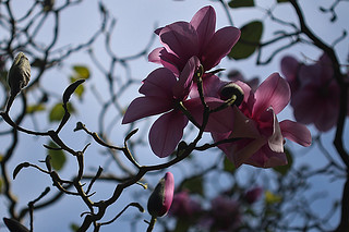 Magnificent Magnolia - SF Botanical Garden 8 Magnolia Campbelli flower