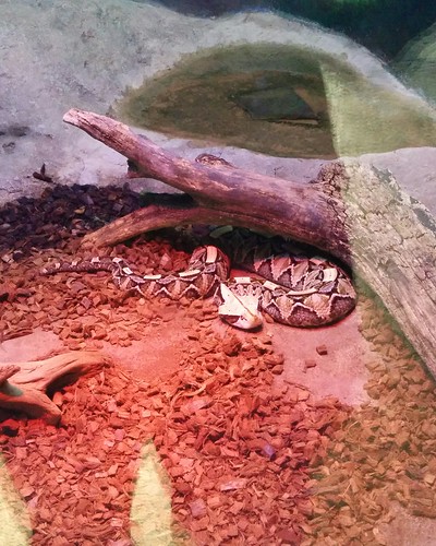 Gaboon viper #toronto #torontozoo #snakes #gaboonviper #latergram