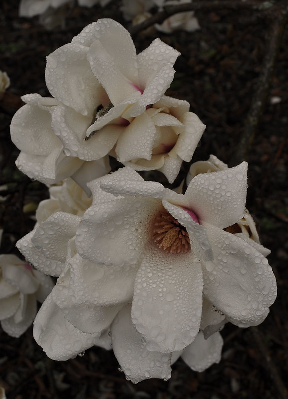 Magnolia denudata (8)
