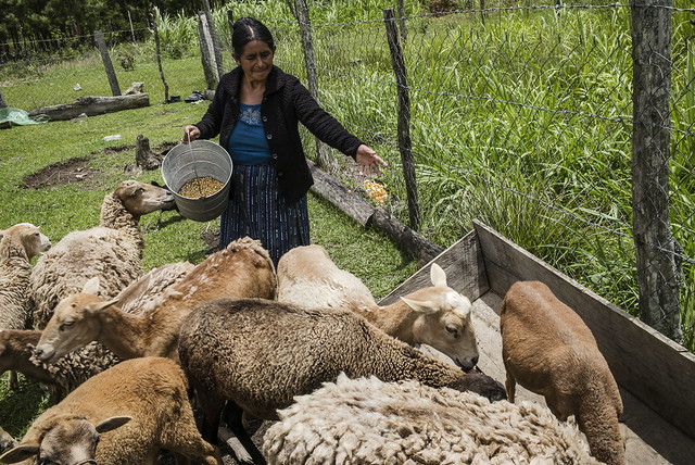 A farmer feeding her sheep