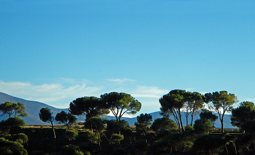 A series of pine trees in Segovia, Spain