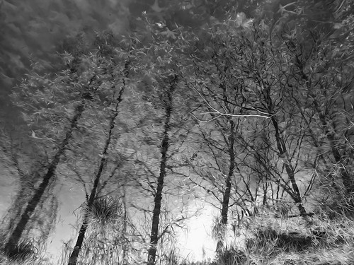 reflections reflectionsinwater water wetlands hikingthroughthewetlands winter winterhike nature naturepreserve robbinshalle