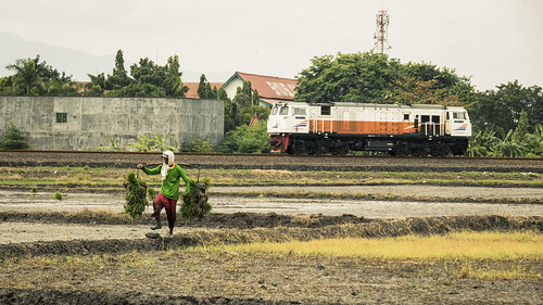 rice field farm train railway locomotive dslr human interest farmer planting harvest nature transportation