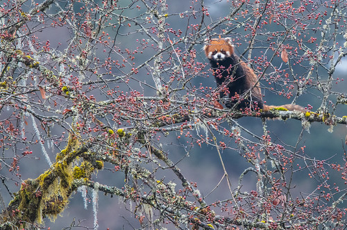 Red Panda in the wild.