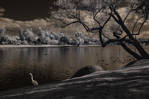 egret whiteegret waterfowl water clouds santeelakes trees infrared ir convertedinfraredcamera infraredphotography birds