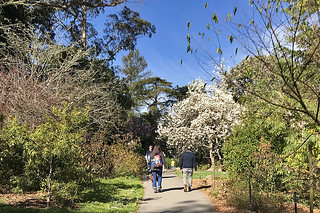 Magnificent Magnolia - SF Botanical Garden 12 Magnolia Doltsopa