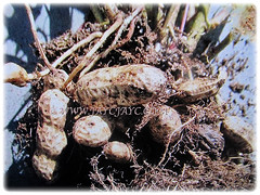 Cylindrical pods of Arachis hypogaea (Groundnut, Peanut, Earthnut, Monkey Nut, Kachang Goreng/Tanah in Malay) that develops underground, 10 Jan 2018
