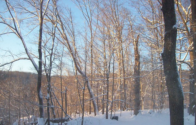 sunrise snowy trees 2