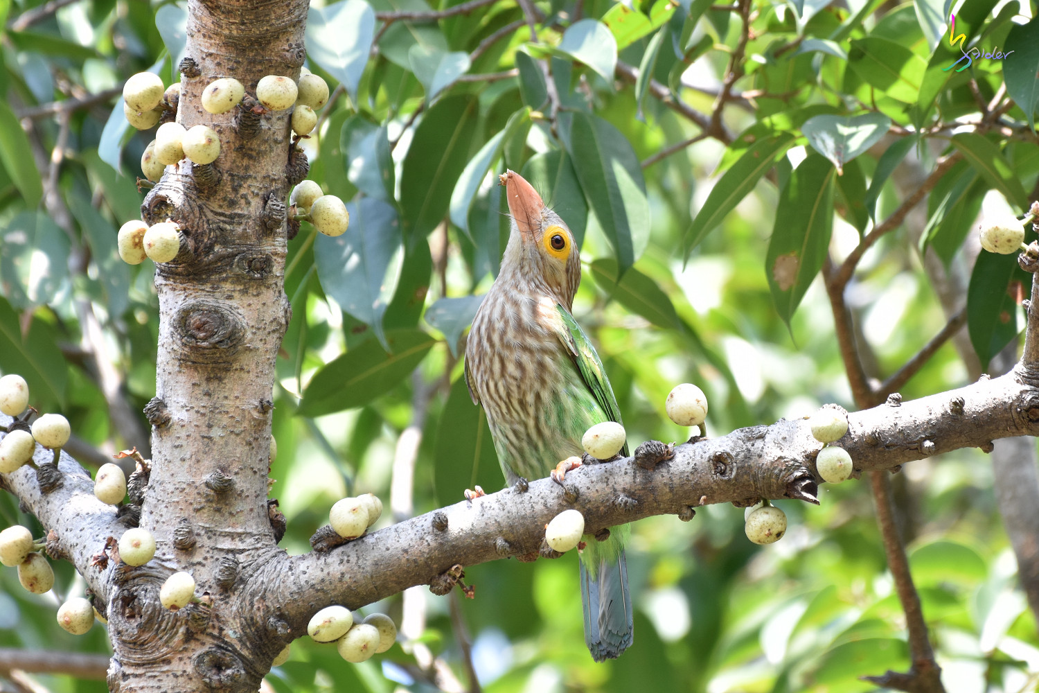 Lineated_Barbet_3075
