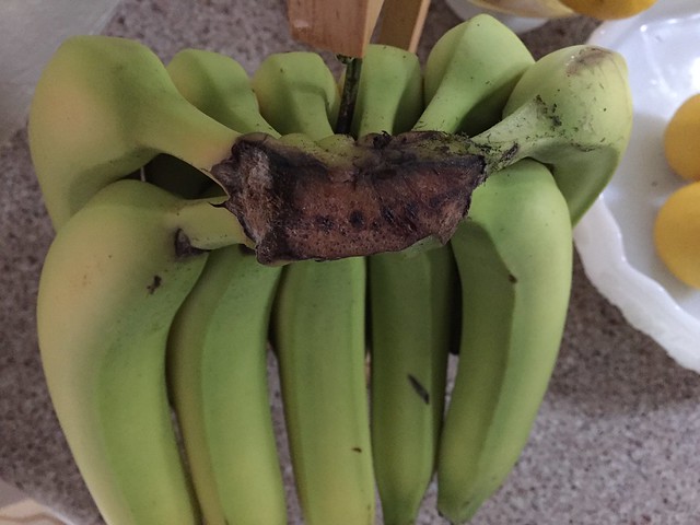 11 bananas in a bunch!