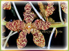 Grammatophyllum speciosum (Giant Orchid, Tiger Orchid, Sugar Cane Orchid, Queen of the Orchids, Bunga Bidadari in Malay)