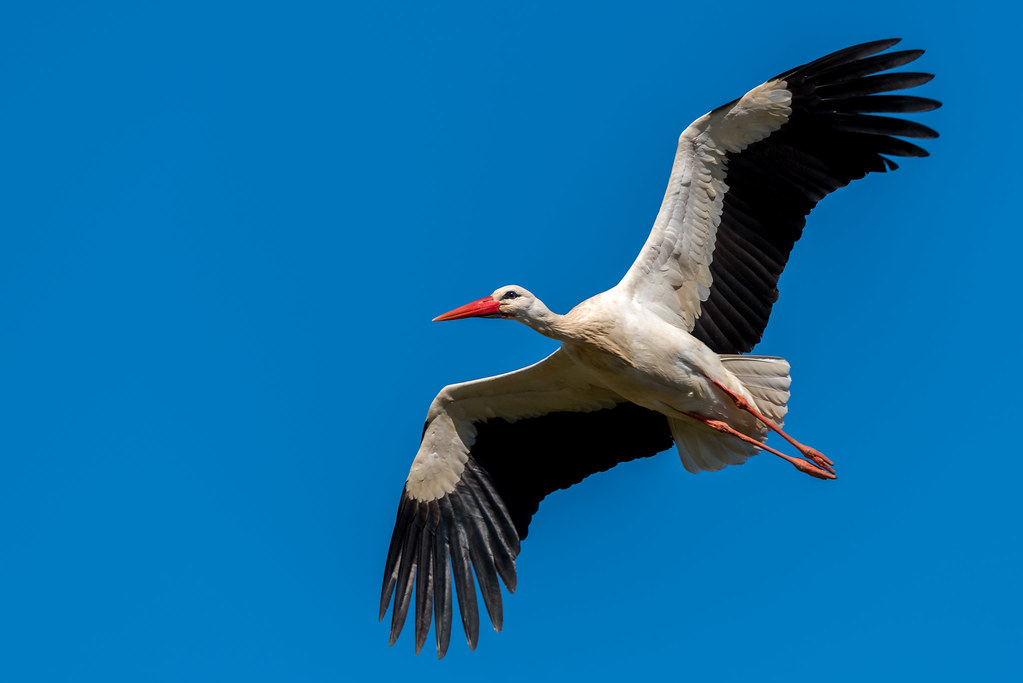 White Stork - Cegonha-branca - Ciconia ciconia