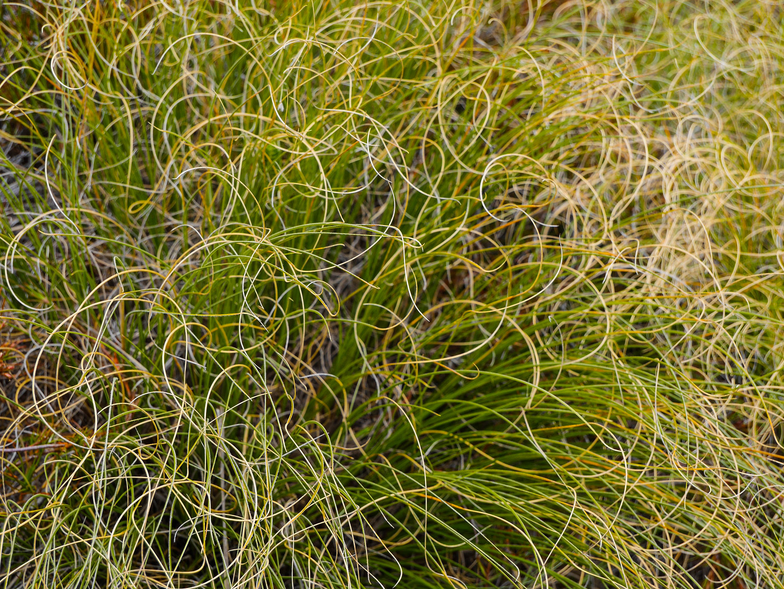 Grasses curl to conserve moisture when it's windy