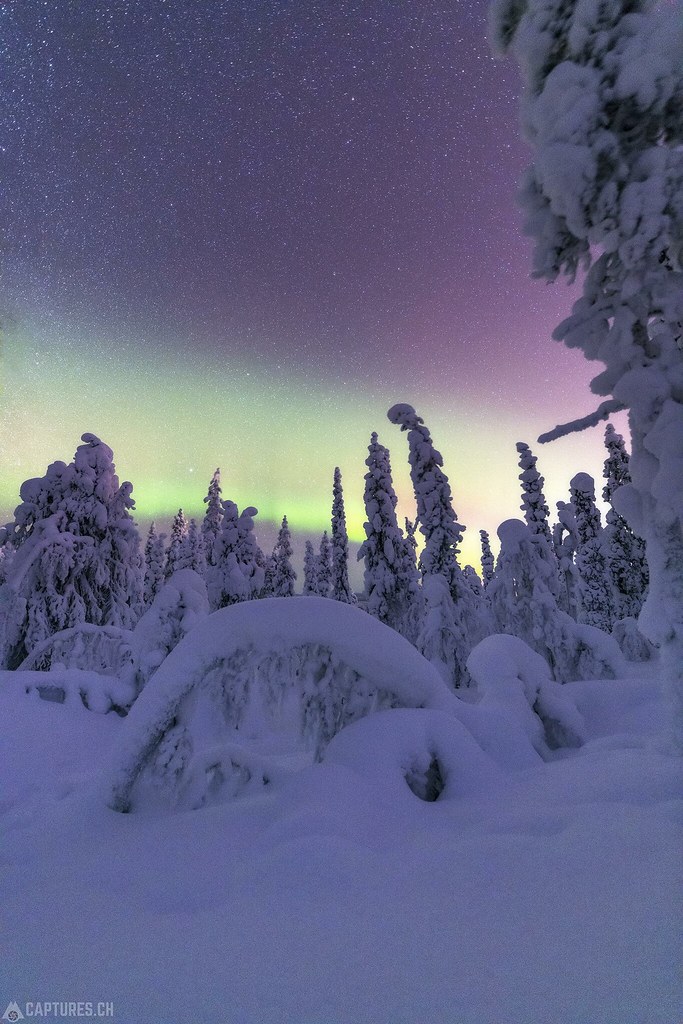 Cosmic light in the forest - Lapland