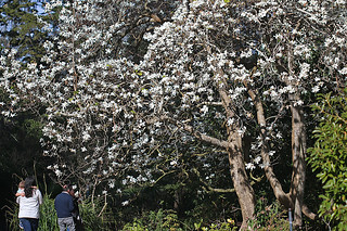 Magnificent Magnolia - SF Botanical Garden 12 Magnolia Doltsopa upclose