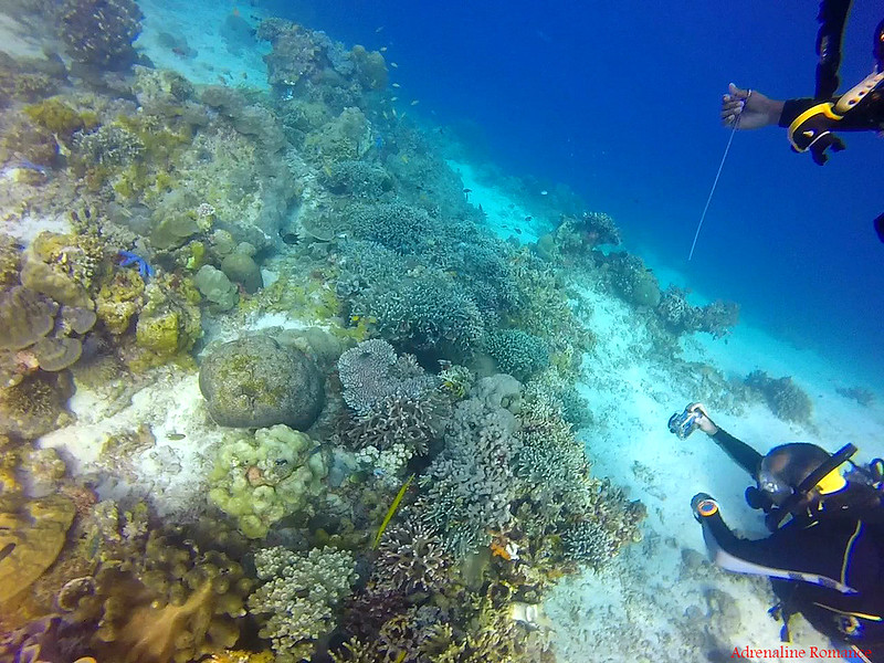 Beautiful corals