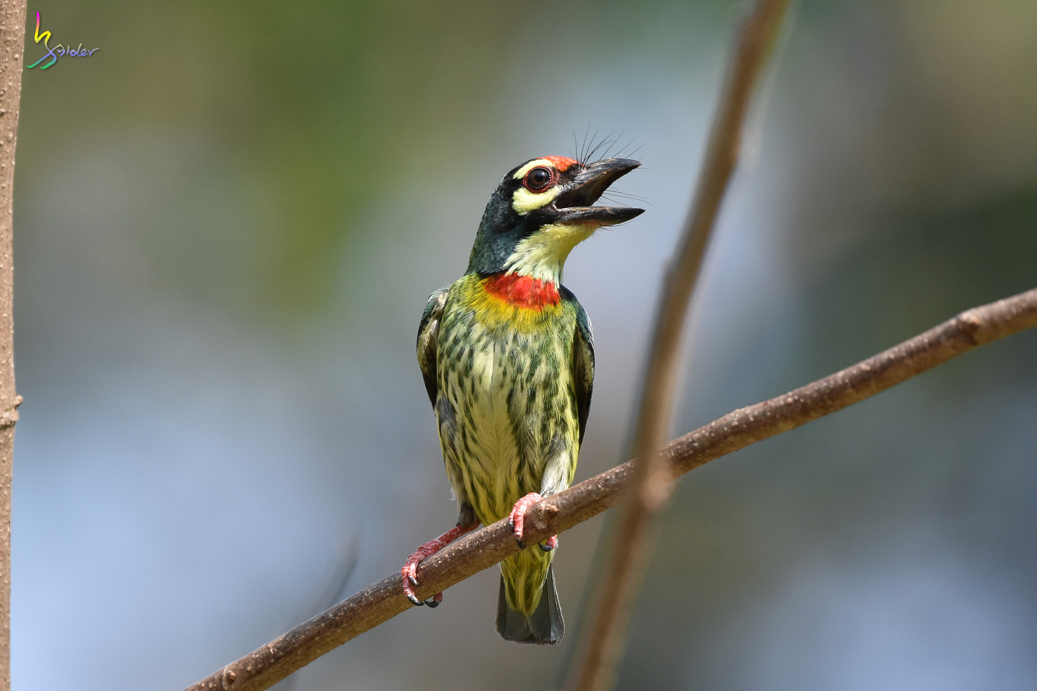 Coppersmith_Barbet_4847