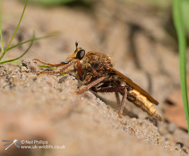 hornet robberfly