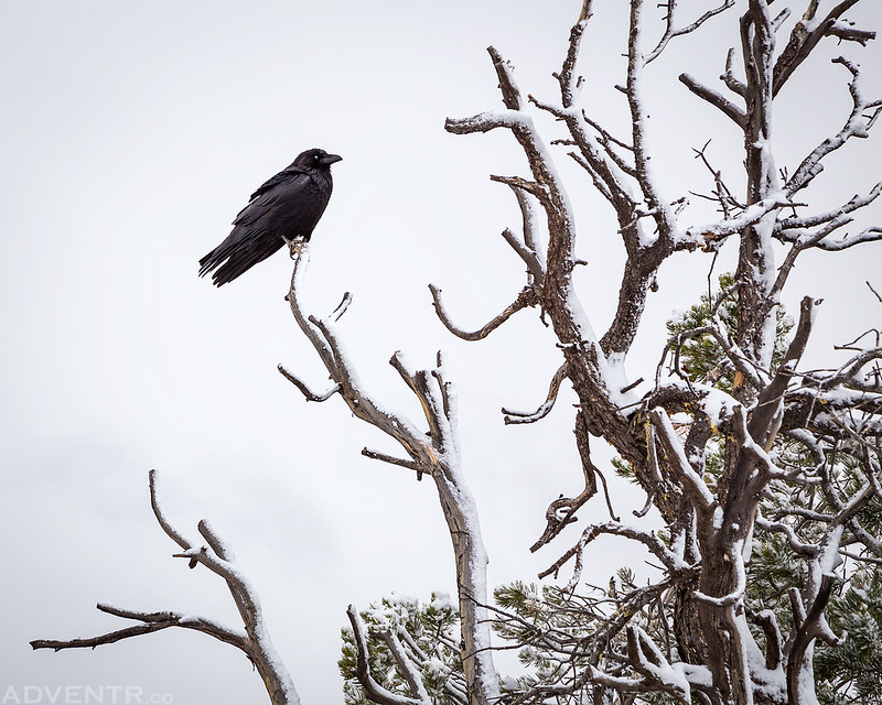 Raven In A Tree