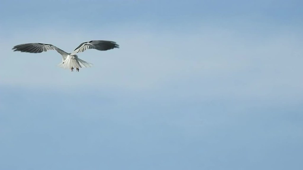 White-tailed Kite foraging video