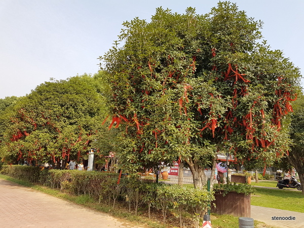  Fruit trees