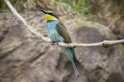 Bee Eater (Merops apiaster) Over Natural Background