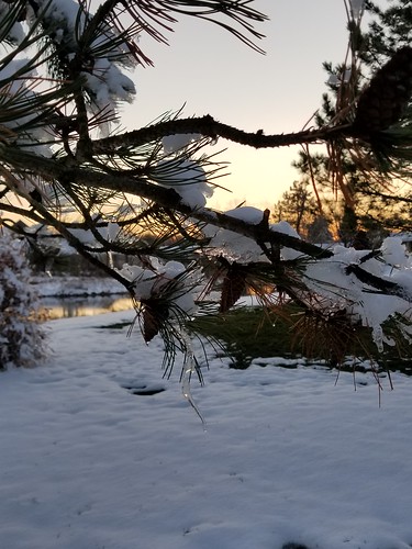 snow icicle sunset pine reflection ohio s8 18164