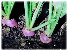 Purplish-pink Brassica rapa var. rapifera (Turnip, White Turnip, Turnip Rape) planted in the ground, Feb 25 2018