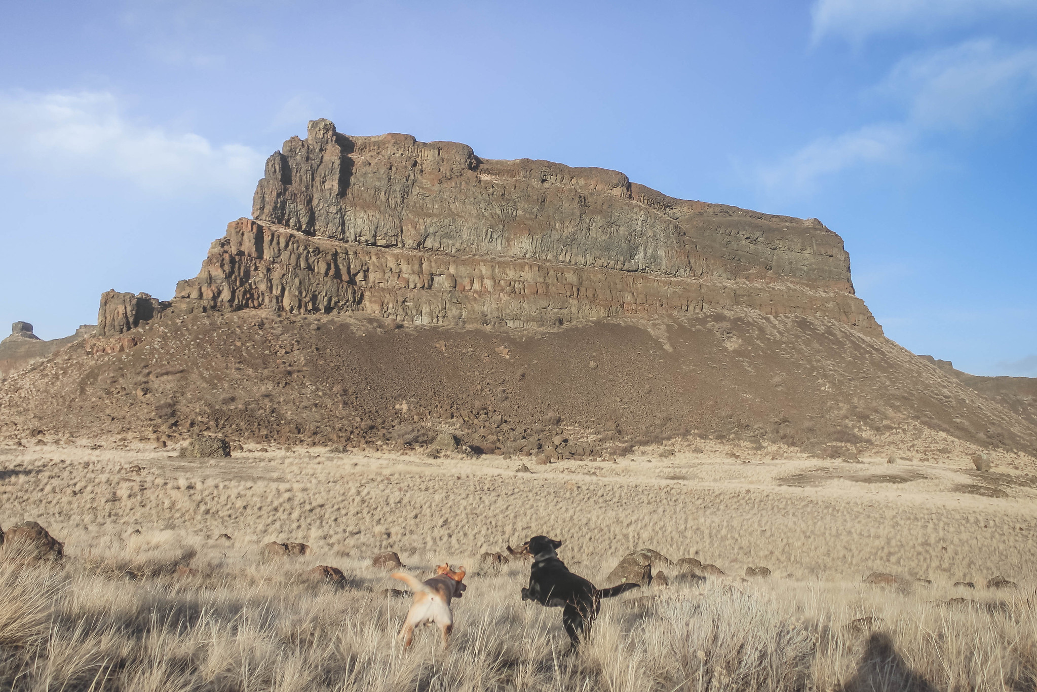 Desert dogs in Monument Coulee