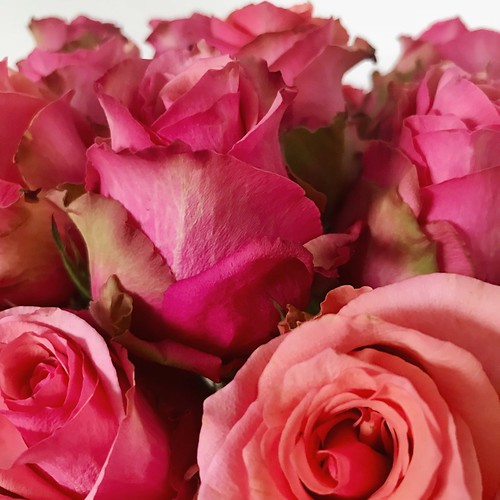Happy Valentineâ€™s Day 🌹💗 #valentinesday #roses