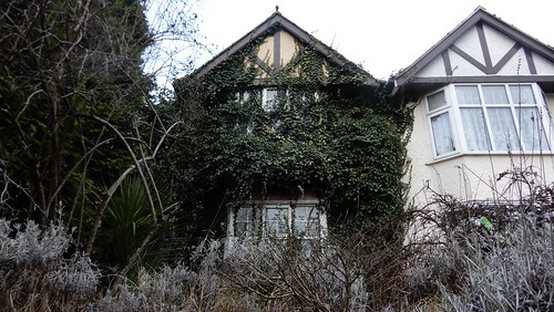 the overgrown house